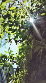 Low angle view of tree against sunlight