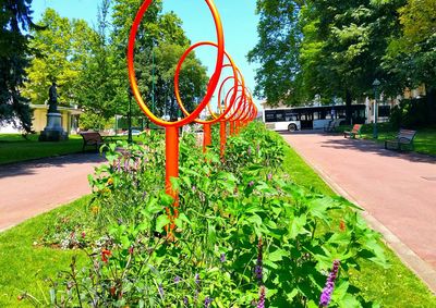 Plants growing in park