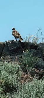 Low angle view of eagle perching on plant against sky