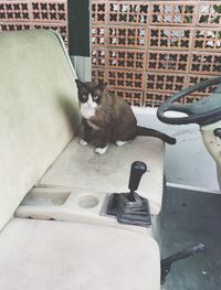Cat sitting on floor