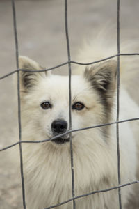 Close-up portrait of dog