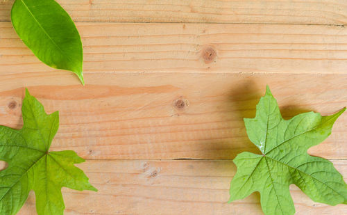 Directly above shot of leaves on wood