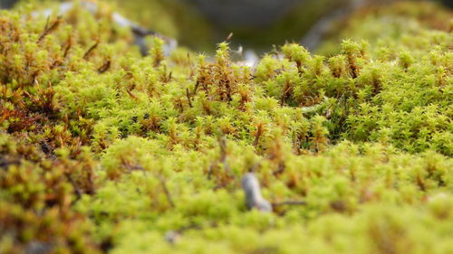 Trees growing on field