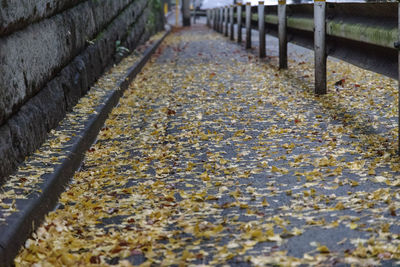 Autumn leaves on footpath