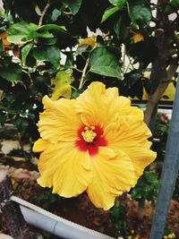 Close-up of yellow hibiscus blooming outdoors