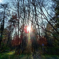 Sun shining through trees