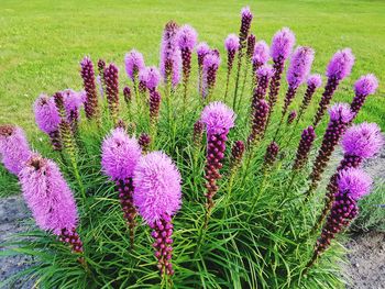 Close-up of pink flowering plant on field