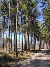 View of pine trees in forest