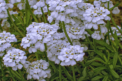 Close-up of white flowering plant