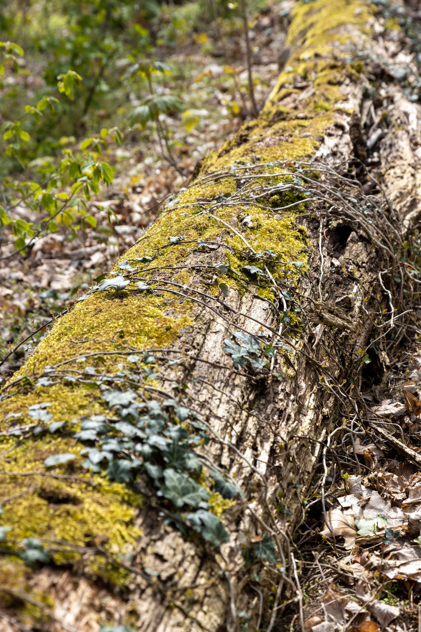 MOSS GROWING ON TREE TRUNK