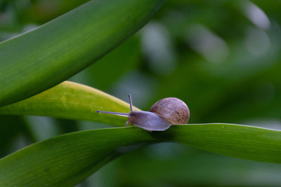 Close-up of snail on leaf