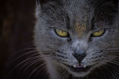 Close-up portrait of a cat
