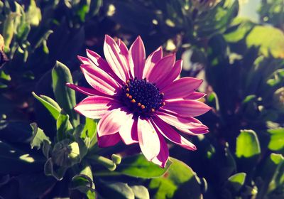 Close-up of flower blooming outdoors