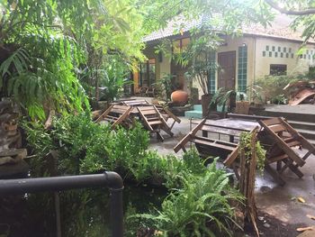 Trees and plants outside house in garden