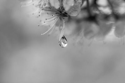 Close-up of water drops on fresh flower