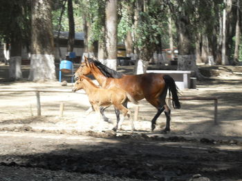 Horse standing against trees