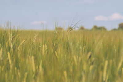 Scenic view of wheat field against sky