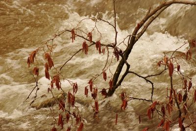 Close-up of frozen lake during winter