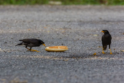 View of birds on the road