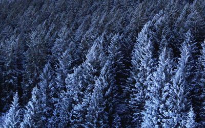 Full frame shot of pine trees in forest during winter