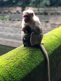 Monkey with infant sitting on mossy retaining wall