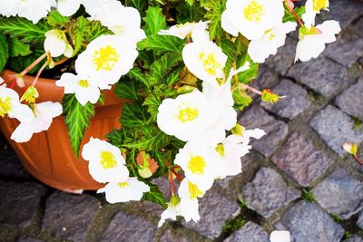 High angle view of white flowers blooming outdoors