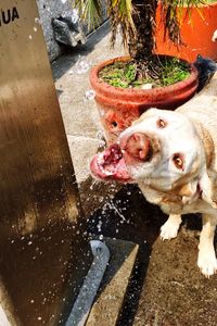 Close-up of dog