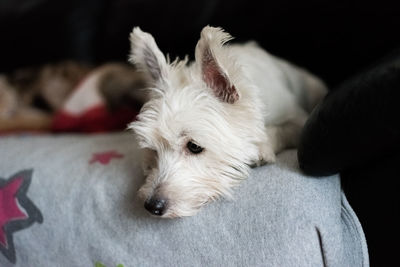 Close-up of dog lying down