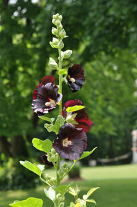 Close-up of flowers blooming outdoors