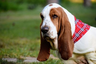 Basset hound