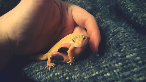 Low section of person on horse