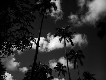 Low angle view of palm trees against cloudy sky