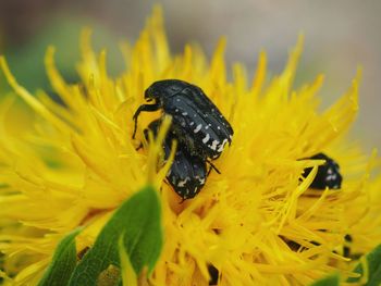 Close-up of honey bee pollinating on yellow flower