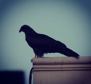 Low angle view of tree against sky