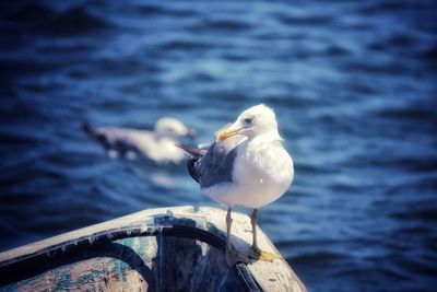 Close-up of seagull perching on wooden post