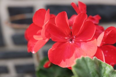 Close-up of red flowers