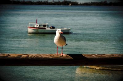 Seagull perching on wood