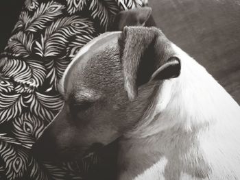 High angle view of dog sleeping on bed