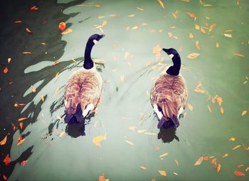 Birds in calm water