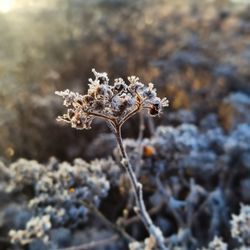 Close-up of flower plant