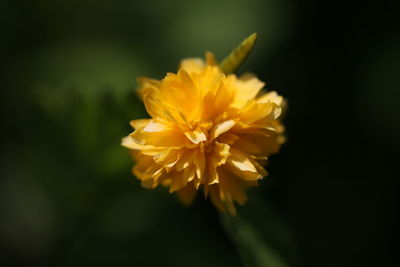 Close-up of yellow flowering plant