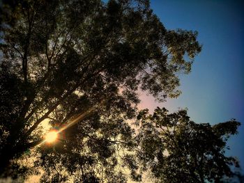 Low angle view of trees in forest against sky