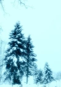 Low angle view of pine trees against sky during winter