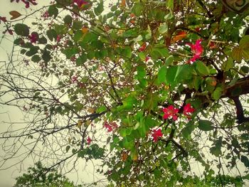 Low angle view of pink flowers