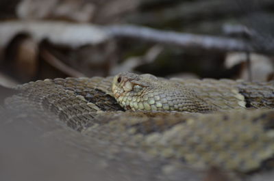 Close-up of lizard on rock