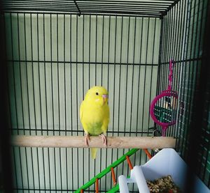 Bird perching in cage