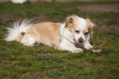 Dog resting on field