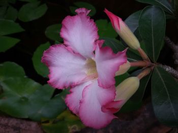 Close-up of pink flower blooming outdoors