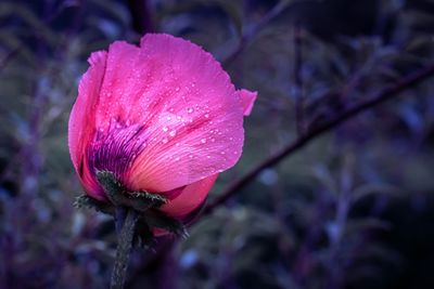 Close-up of pink rose flower