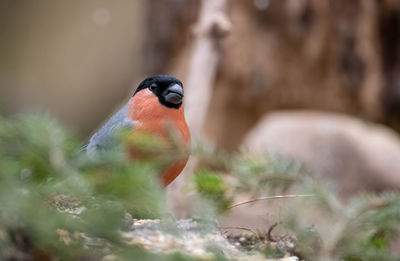 Close-up of bird perching on tree